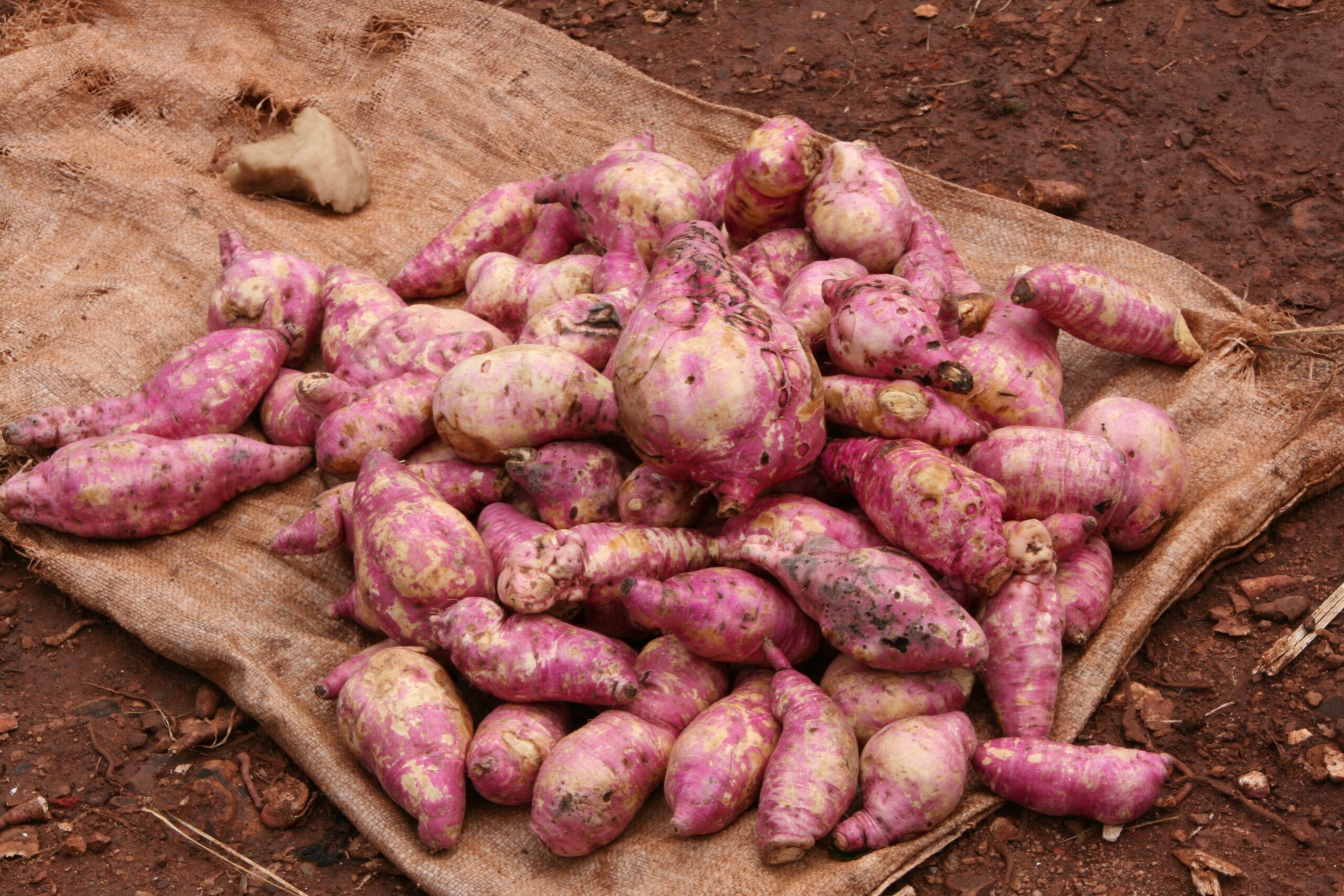 Innovation Opportunities In Sweet Potato Production In Kenya Pari