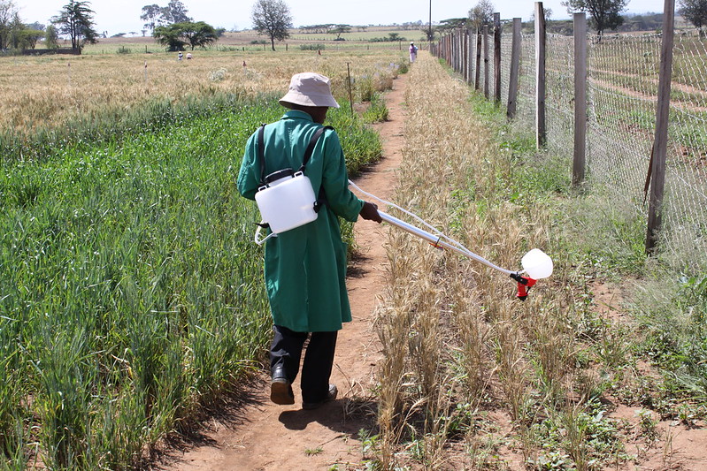 Stem rust inoculation of Wheat in Kenya