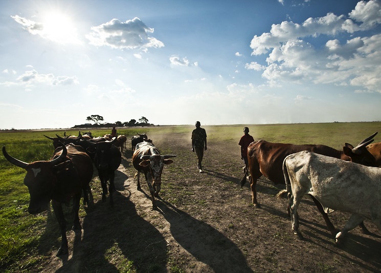 Livestock herders in Zambia