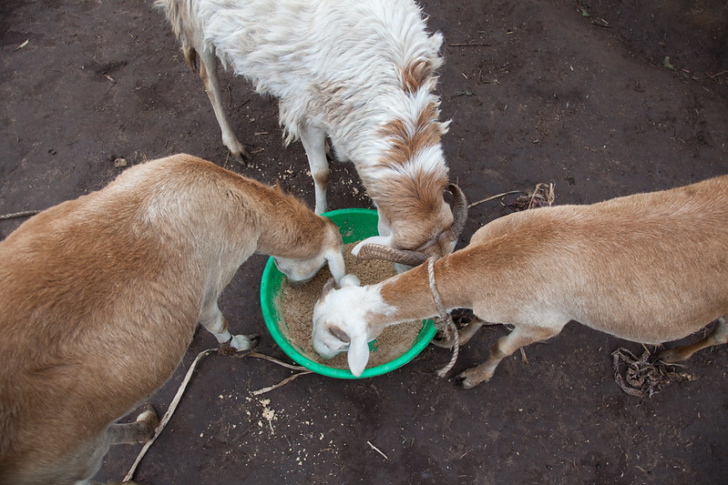 Sheep feed on crop residues in Doyogena, Ethiopia