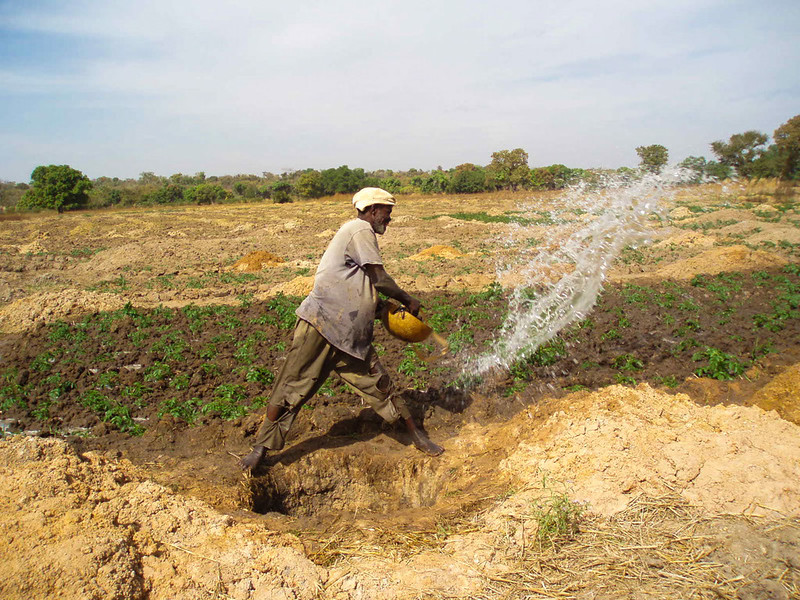 Farmer irrigating vegetables in Mali