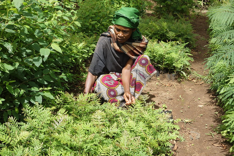 Agroforestry in Tanzania